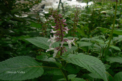 Orthosiphon rubicundus var. rubicundus